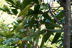 Polyscias cutispongia