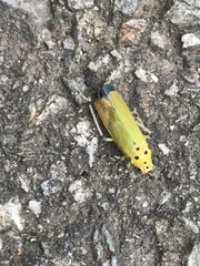 Bothrogonia ferruginea