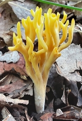 Clavulinopsis corniculata