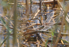 Anax ephippiger