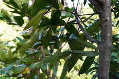 Polyscias cutispongia