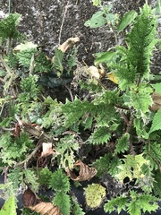 Urtica thunbergiana
