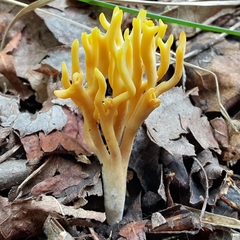Clavulinopsis corniculata
