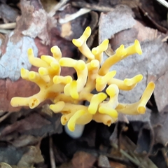 Clavulinopsis corniculata