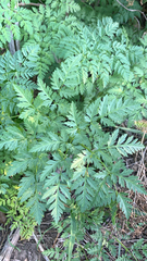 Ligusticum grayi