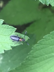 Tenebrionoidea