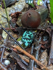 Dendrobates auratus