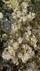 Symphyotrichum ericoides