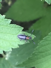 Tenebrionoidea