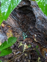 Dendrobates auratus