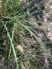 Setaria parviflora