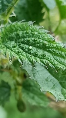 Urtica ardens