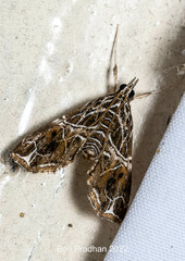 Paracymoriza