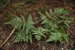 Dryopteris formosana