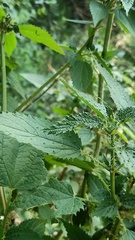 Urtica ardens