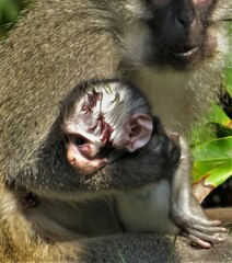 Chlorocebus pygerythrus pygerythrus