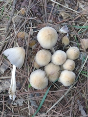 Coprinellus micaceus