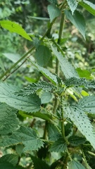 Urtica ardens
