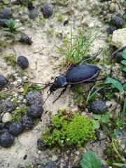 Carabus purpurascens