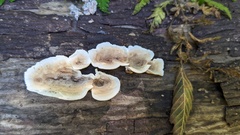 Metuloidea murashkinskyi