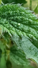 Urtica ardens