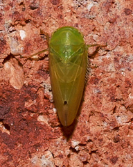Batracomorphus