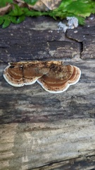 Metuloidea murashkinskyi