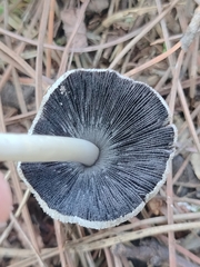 Coprinellus micaceus