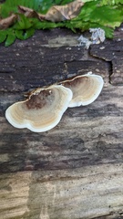 Metuloidea murashkinskyi