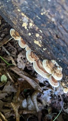 Metuloidea murashkinskyi