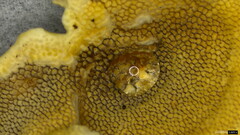 Metuloidea murashkinskyi