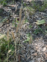 Setaria parviflora