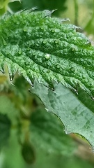 Urtica ardens
