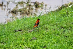 Euplectes franciscanus