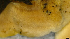 Metuloidea murashkinskyi