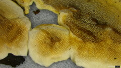 Metuloidea murashkinskyi