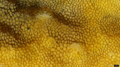 Metuloidea murashkinskyi
