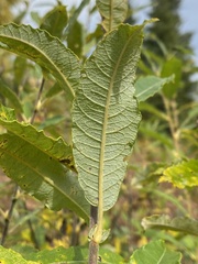 Salix humilis