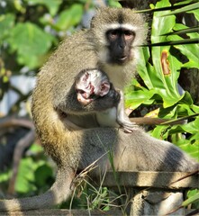 Chlorocebus pygerythrus pygerythrus