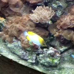 Hemitaurichthys