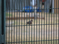 Phoenicurus ochruros