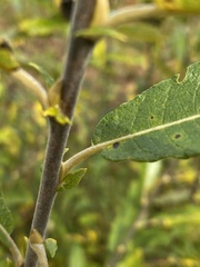Salix humilis