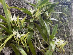 Cyrtorchis arcuata