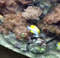 Hemitaurichthys