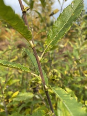 Salix humilis