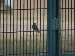 Phoenicurus ochruros