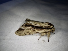 Shaka atrovittatus