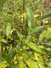 Salix humilis
