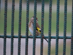 Carduelis carduelis