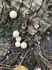 Apioperdon pyriforme